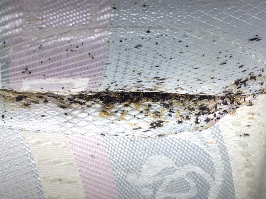 Bed Bugs Control