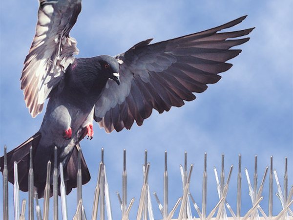 Bird Control