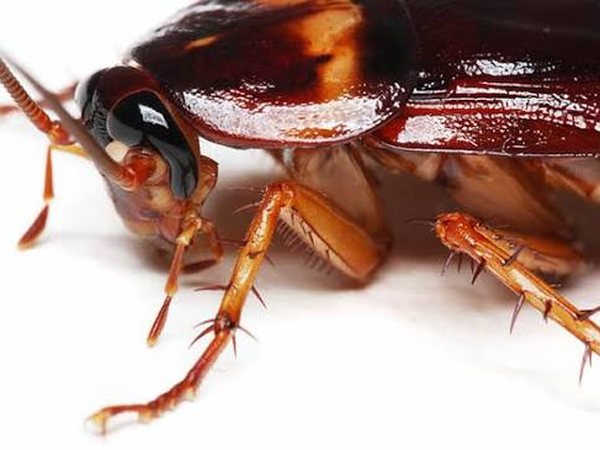 Cockroach Control